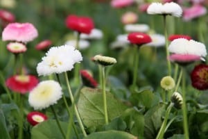 zoveel tinten rood, mede mogelijk met DCM